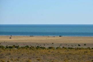 Саксаулом засадят более 1 млн гектаров дна Аральского моря
