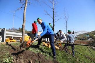 Только за один день в рамках общегородской акции «Jasyl Meken» в Алматы высадили почти семь тысяч деревьев