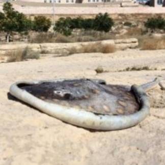 На берегу моря в Актау был обнаружен скат