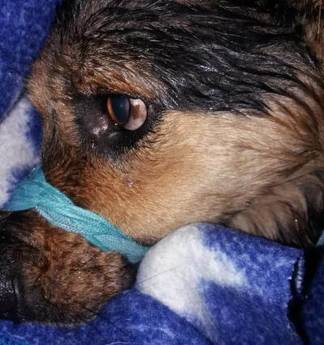 На мучительную смерть обрекли собаку неизвестные хозяева в Кокшетау