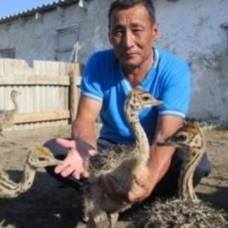 Житель Актюбинской области выращивает африканских страусов