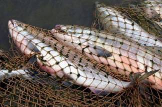 Свыше 170 кг рыбы изъяли у жителя Алматинской области