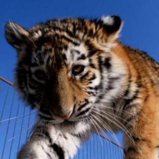 Годовалого амурского тигра, которого нашли близ Астаны, отправили в зоопарк Алматы