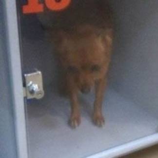 Житель Актау оставил свою собаку в камере хранения супермаркета