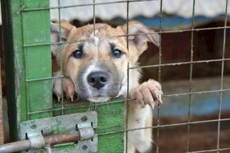 Трупы на улицах и голодная смерть: в Алматинской области проверяют собачий приют