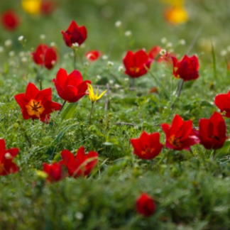 В Южно-Казахстанской области зацвели первые краснокнижные тюльпаны