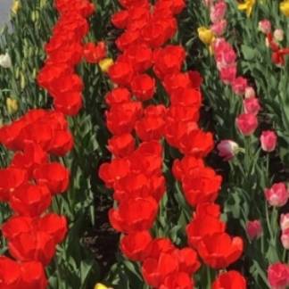 В Алматы зацвели тюльпаны