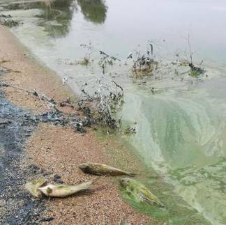 В Актюбинском водохранилище массово гибнет рыба