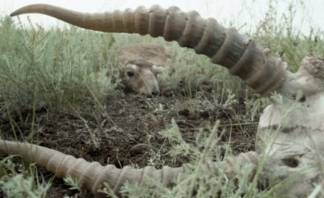 У браконьеров изъяли более 360 рогов сайгака