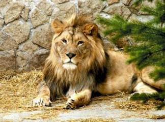 В Алматинский зоопарк привезли игрушки для львов