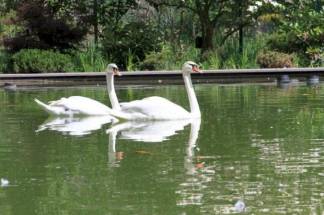 В Ботанический сад Алматы вернулись лебеди