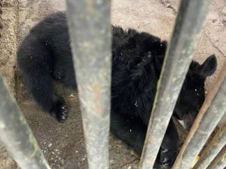 Медведь выломал железную решетку в зоопарке Шымкента