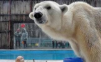 В зоопарке Алматы усыпили белого медведя