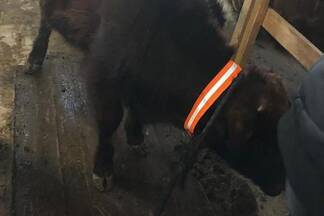 В Атырауской области домашний скот снабдят светоотражателями