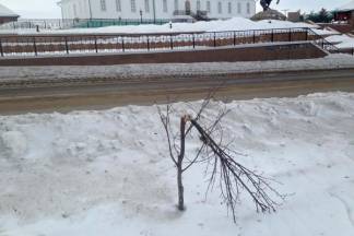 В Петропавловске деревья высаживают, чтобы сразу же покалечить и спилить