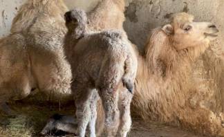 Верблюжонку в Алматинском зоопарке дали имя