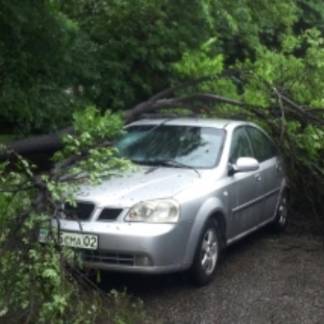 Обломавшаяся ветка дерева разбила автомобиль в Алматы
