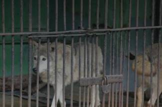 Волков и кошек продают на мясо в Алматинской области