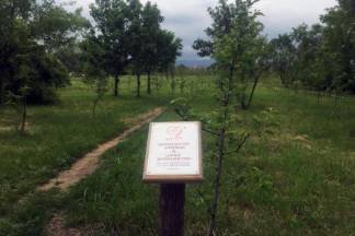 Все деревья на яблоневой аллее журналистов в Алматы прижились