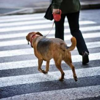 Алматинские специалисты составили список правил для выгула собак