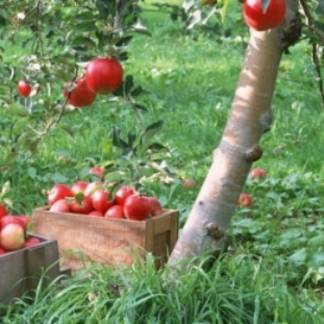 В предгорьях Алматы возродят яблоневые сады