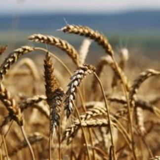 В этом году сбор зерна в Казахстане составит более 22 млн тонн