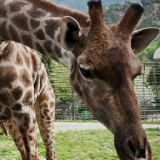 В зоопарке Алматы умер двухлетний жираф