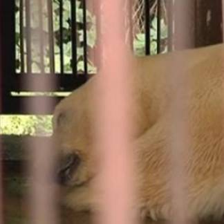 Прокуроры выяснили, почему в зоопарке Алматы гибнут животные
